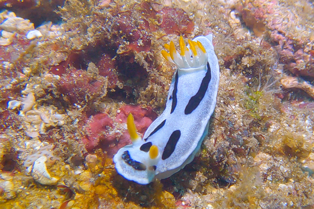 Alcala's Chromodoris