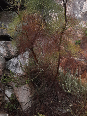 Notobubon capense