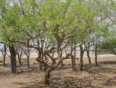Commiphora neglecta