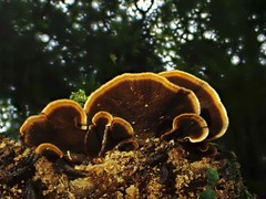 Hymenochaete microcycla