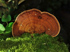 Hymenochaete microcycla