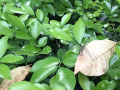 Diplacodes trivialis