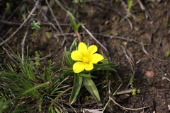 Moraea galaxia