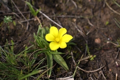 Moraea galaxia