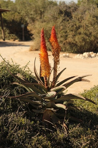 Image of Aloe africana by (c) Karen Eichholz, some rights reserved (CC BY)