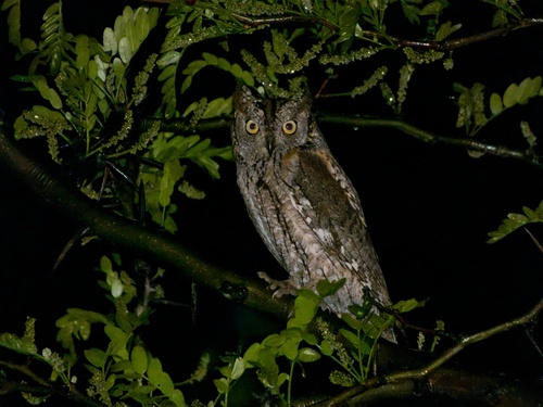 Autillo europeo (Otus scops)