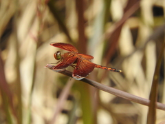 Neurothemis terminata