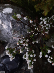 Erica triflora