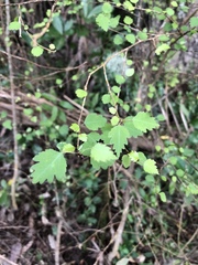 Plagianthus regius regius