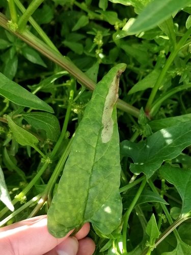 Pegomya cunicularia