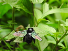 Xylocopa