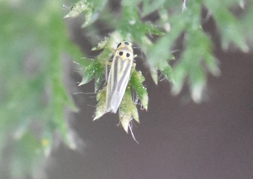 Eupteryx tenella, Groesbeek, Nederland, photo 7 of 10