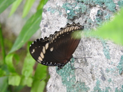 Hypolimnas bolina