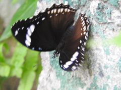 Hypolimnas bolina