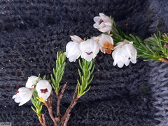 Erica triflora