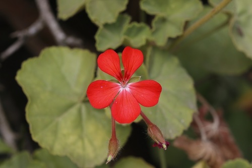 Pelargonium inquinans