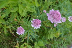 Astrantia maxima
