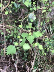 Plagianthus regius regius