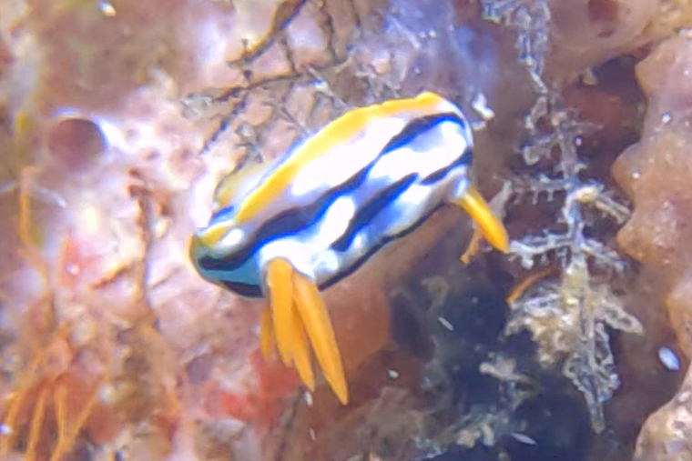 Broken-line Rainbow Dorid