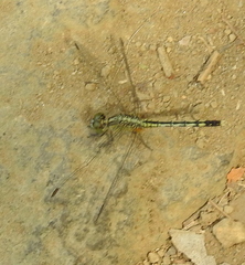 Diplacodes trivialis