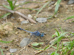 Diplacodes trivialis