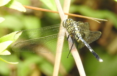 Orthetrum sabina