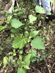 Plagianthus regius regius