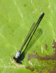 Pseudagrion pruinosum