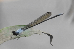 Pseudagrion pruinosum