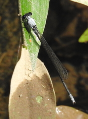 Pseudagrion pruinosum