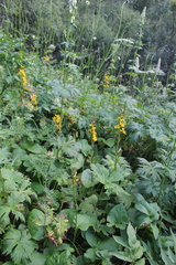 Ligularia subsagittata