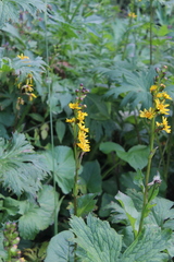 Ligularia subsagittata