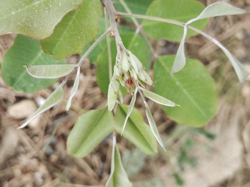 Foto de Lespedeza