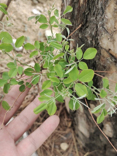 Foto de Lespedeza