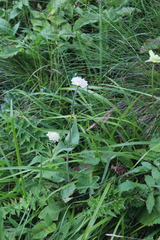 Knautia involucrata