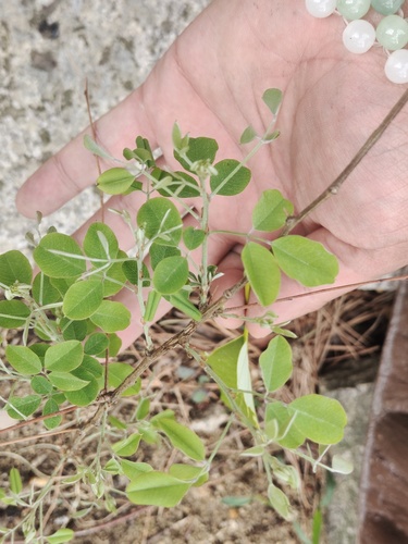 Foto de Lespedeza