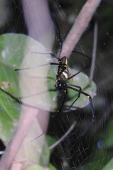 Nephila pilipes