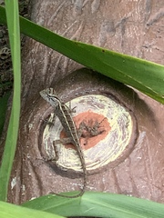 Calotes versicolor