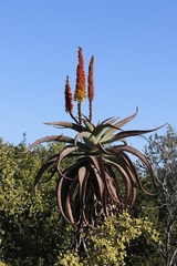 Aloe bolusii (Aloe bolusii)