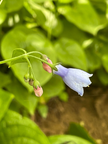 broadleaf bluebells (Mertensia subcordata)