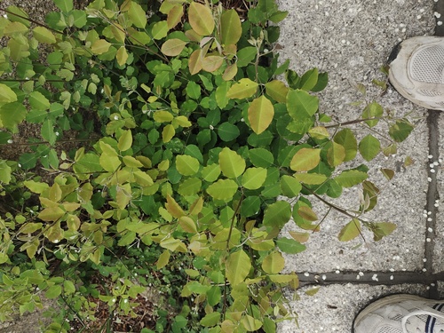 Foto de Lespedeza