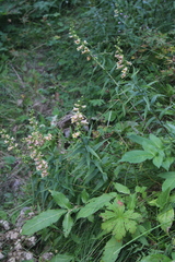 Digitalis ciliata