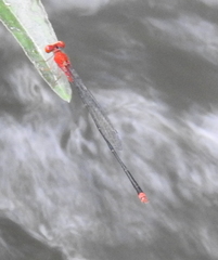 Pseudagrion pilidorsum declaratum