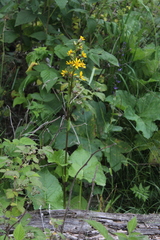 Ligularia subsagittata