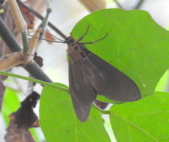 Aganainae