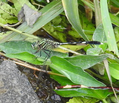 Orthetrum sabina