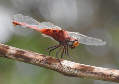 Crocothemis servilia