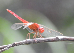 Crocothemis servilia