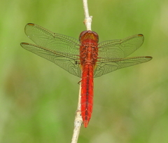 Crocothemis servilia
