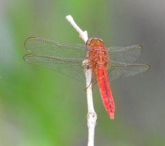 Crocothemis servilia